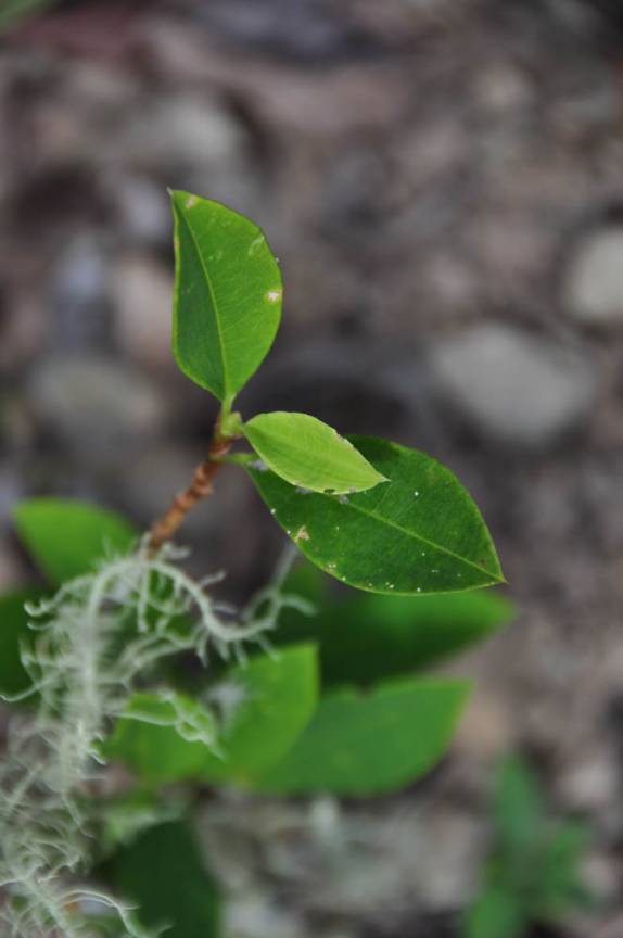 A planta da coca, tão popular no país, em Coroico, região dos yungas, na Bolívia